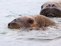 Odobenus rosmarus 83, Walrus, Saxifraga-Bart Vastenhouw