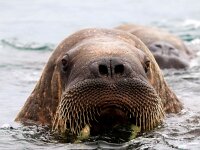 Odobenus rosmarus 84, Walrus, Saxifraga-Bart Vastenhouw