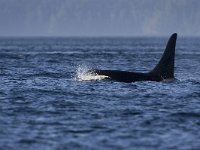 Orca, Orcinus orca  Orca, Orcinus orca : Canada, Killer Whale, Orca, Orcinus orca, Telegraph Cove, Vancouver Island, black, fin, groot, large, mammal, pod, sea, summer, surfacing, swimming, vin, water, zee, zomer, zoogdier, zwart, zwemmend