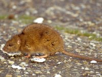 Rattus norvegicus 1, Bruine rat, Saxifraga-Peter Meininger