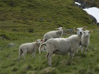Sheep 1, Saxifraga-Willem van Kruijsbergen