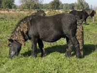 Shetland pony 1, Saxifraga-Jan van der Straaten