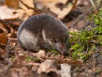 Crowned shrew  Crowned shrew in natural habitat : Crowned, Eurasian, Millet's, Sorex, Sorex coronatus, alive, animal, background, brown, cute, ears, environment, fauna, floor, fluffy, forest, fur, gray, grey, ground, habitat, hair, hairy, insectivore, life, macro, mammal, mouse, natural, nature, outdoor, pet, portrait, primitive, shrew, side, small, tail, view, wild, wildlife