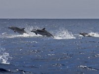 Stenella coeruleoalba 1, Gestreepte dolfijn, Saxifraga-Rik Kruit