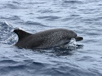 Stenella frontalis 1, Atlantische gevlekte dolfijn, Saxifraga-Bart Vastenhouw