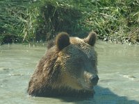 Ursus arctos 1, Bruine beer, Saxifraga-Jan van der Straaten