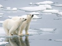 Ursus maritimus, Polar Bear