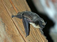 Vespertilio murinus 1, Tweekleurige vleermuis, Saxifraga-Jeroen Willemsen
