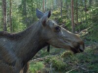 Alces alces, Elk