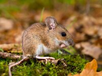 yellow necked mouse  yellow necked mouse sitting on hind legs : Netherlands, animal, apodemus, brown, cute, ears, environment, european, fauna, flavicollis, floor, forest, forest floor, green, habitat, holland, leaf, litter, macro, mammal, moss, mouse, natural, nature, rodent, sitting, small, watching, wild, wildlife, wood, wood mouse, yellow, yellow necked