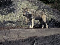 Canis lupus 1, Wolf, Saxifraga-Arie de Knijff