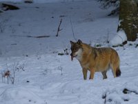 Canis lupus 13, Wolf, Saxifraga-Jan Nijendijk