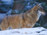 Canis lupus 16, Wolf, Saxifraga-Jan Nijendijk