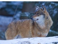 Canis lupus 17, Wolf, Saxifraga-Jan Nijendijk