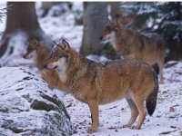 Canis lupus 18, Wolf, Saxifraga-Jan Nijendijk