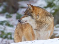 Canis lupus 19, Wolf, Saxifraga-Jan Nijendijk