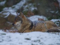 Canis lupus 20, Wolf, Saxifraga-Jan Nijendijk