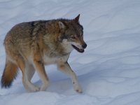 Canis lupus 22, Wolf, Saxifraga-Jan Nijendijk
