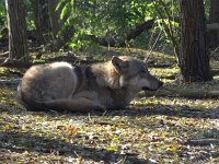 Canis lupus 25, Wolf, Saxifraga-Mark Zekhuis