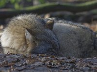 Canis lupus 26, Wolf, Saxifraga-Mark Zekhuis
