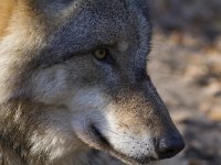 Canis lupus 27, Wolf, Saxifraga-Mark Zekhuis