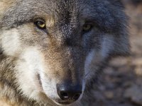 Canis lupus 28, Wolf, Saxifraga-Mark Zekhuis