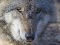 Canis lupus 29, Wolf, Saxifraga-Mark Zekhuis