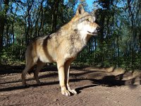 Canis lupus 30, Wolf, Saxifraga-Mark Zekhuis