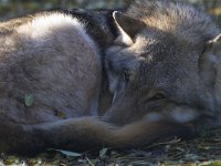 Canis lupus 32, Wolf, Saxifraga-Mark Zekhuis