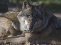 Canis lupus 33, Wolf, Saxifraga-Mark Zekhuis