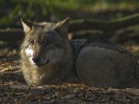 Canis lupus 34, Wolf, Saxifraga-Mark Zekhuis