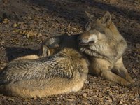 Canis lupus 35, Wolf, Saxifraga-Mark Zekhuis