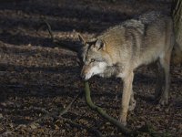 Canis lupus 37, Wolf, Saxifraga-Mark Zekhuis
