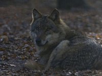 Canis lupus 38, Wolf, Saxifraga-Mark Zekhuis