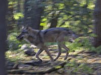 Canis lupus 39, Wolf, Saxifraga-Mark Zekhuis
