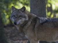 Canis lupus 40, Wolf, Saxifraga-Mark Zekhuis