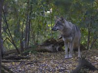 Canis lupus 42, Wolf, Saxifraga-Mark Zekhuis
