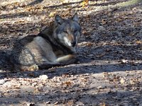 Canis lupus 43, Wolf, Saxifraga-Mark Zekhuis