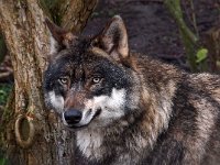 Canis lupus 44, Wolf, Saxifraga-Hans Dekker