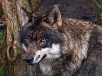 Canis lupus 45, Wolf, Saxifraga-Hans Dekker