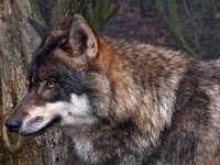 Canis lupus 46, Wolf, Saxifraga-Hans Dekker