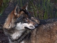 Canis lupus 47, Wolf, Saxifraga-Hans Dekker