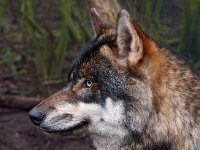 Canis lupus 48, Wolf, Saxifraga-Hans Dekker