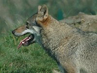 Canis lupus 5, Wolf, Saxifraga-Jan van der Straaten