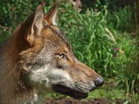 Canis lupus 50, Wolf, Saxifraga-Hans Dekker