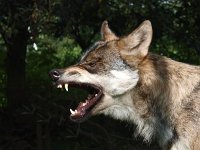 Canis lupus 51, Wolf, Saxifraga-Hans Dekker