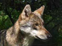 Canis lupus 52, Wolf, Saxifraga-Hans Dekker