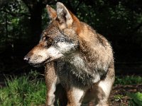 Canis lupus 53, Wolf, Saxifraga-Hans Dekker