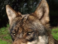 Canis lupus 54, Wolf, Saxifraga-Hans Dekker