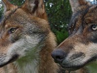 Canis lupus 55, Wolf, Saxifraga-Hans Dekker